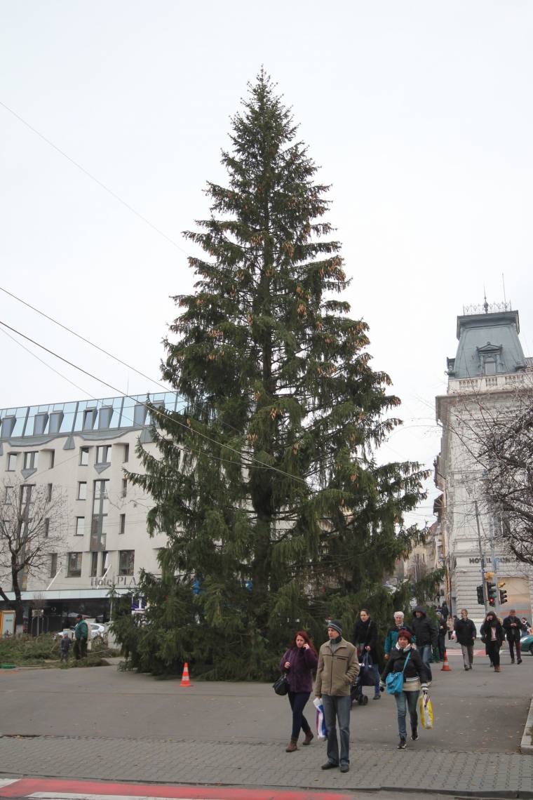 A helyére került Marosvásárhely karácsonyfája