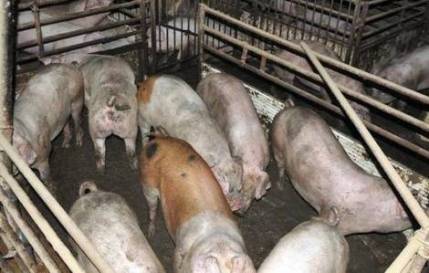 Újabb romániai megyében bukkant fel az afrikai sertéspestis