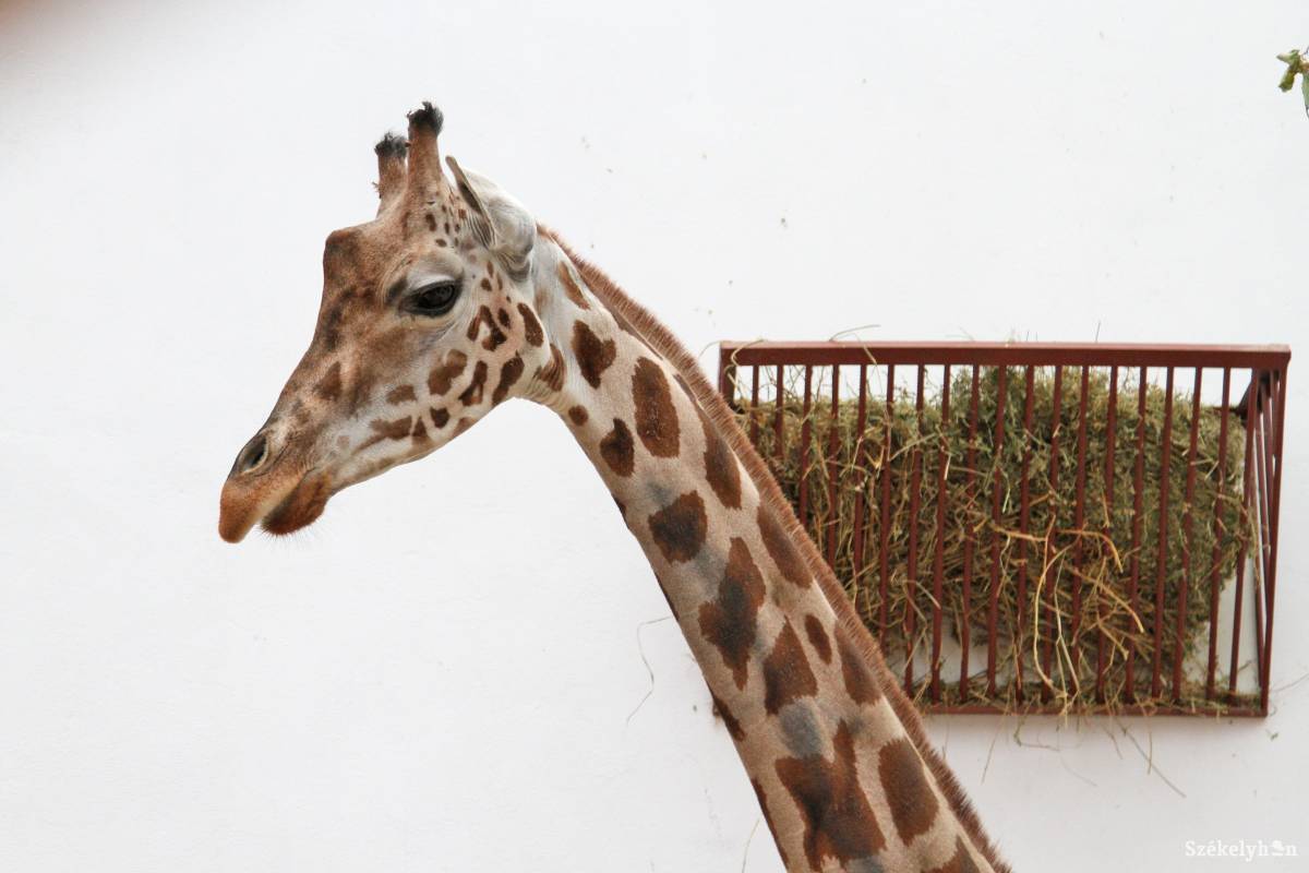 &bullet;  Fotó: Boda L. Gergely