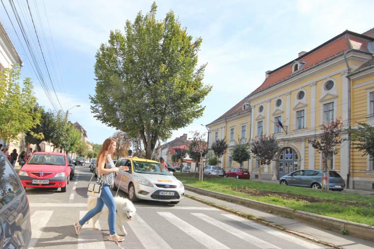 Száz helyett huszonkét fát vághatnak ki