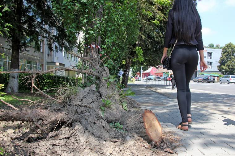 Szakszerűtlen beavatkozások eredményei a veszélyessé vált, korhadt fák