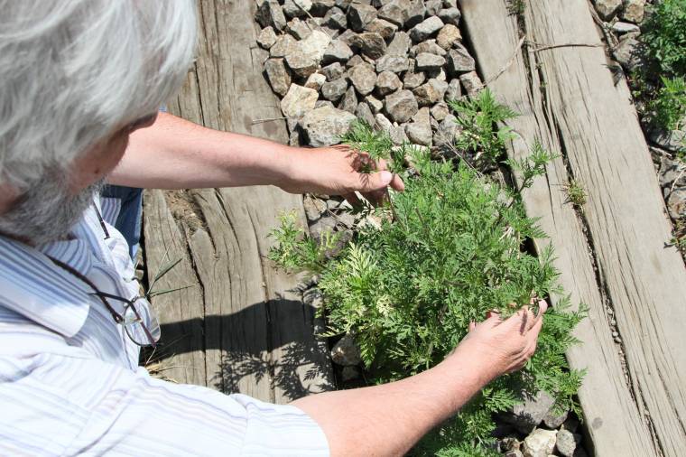 Kötelezővé teszi a parlagfű irtását a szenátus által elfogadott törvénytervezet
