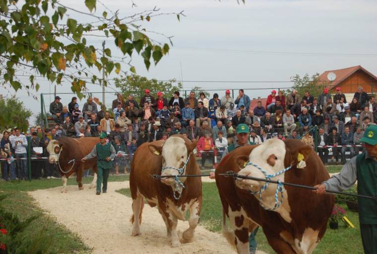 Konferencia a pirostarkákról