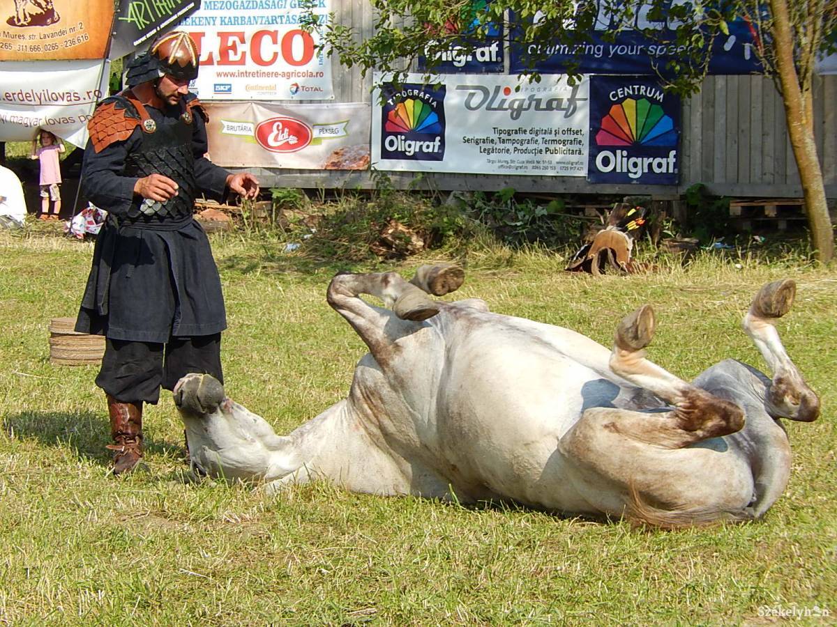 •  Fotó: Gligor Róbert László