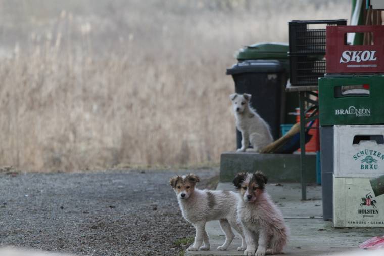 Állatkínzó után nyomoznak Marosvásárhelyen