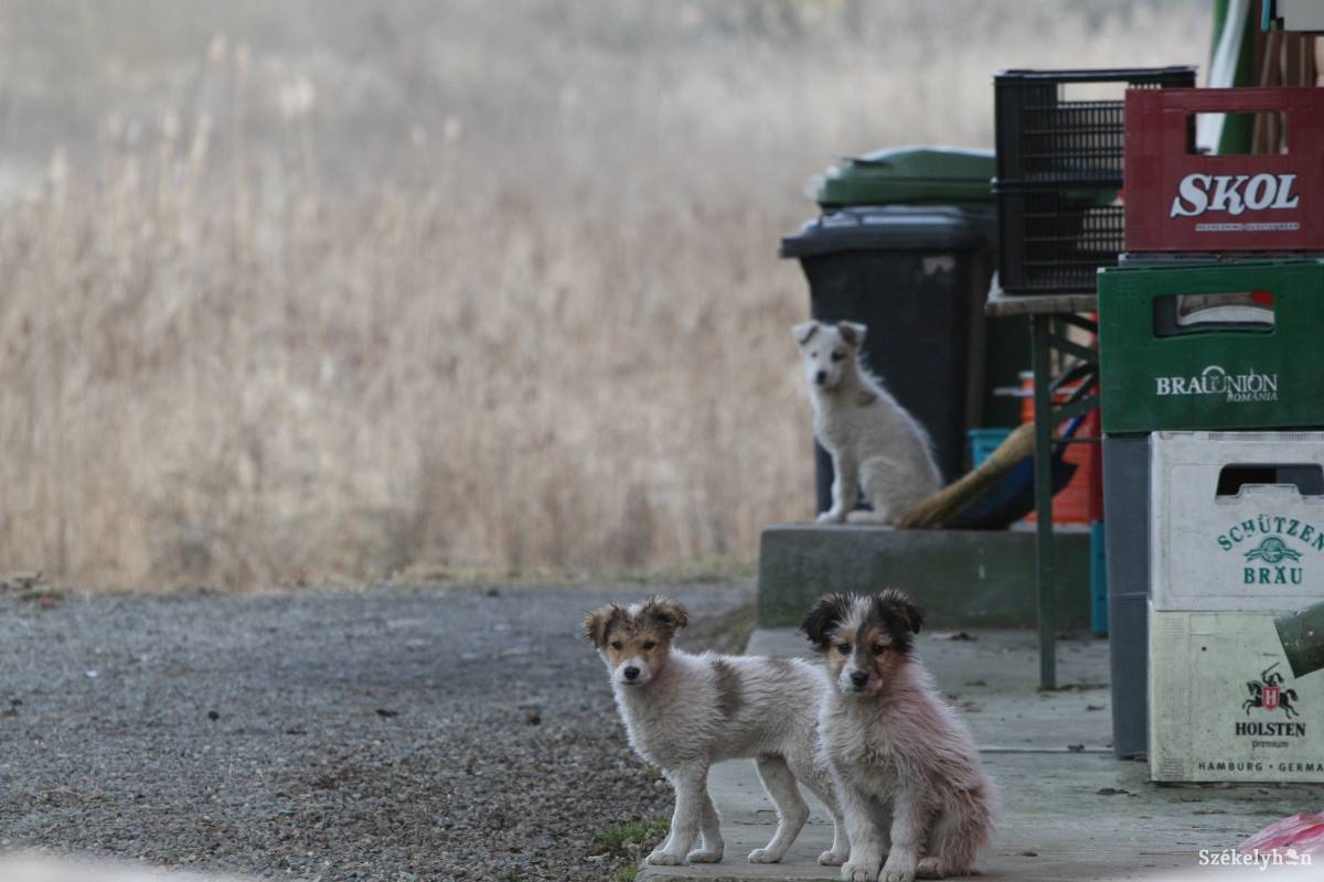 &bullet;  Fotó: Boda L. Gergely