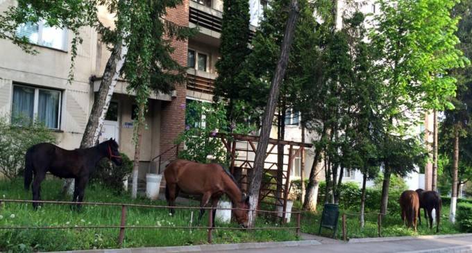 Legelésző lovak a lakótelepen
