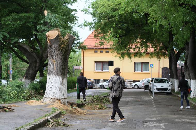 Döntöttek, faátültető gépet vesznek
