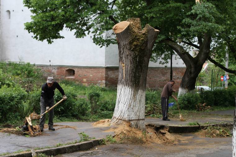 Illegálisan vágják a fákat Vásárhelyen