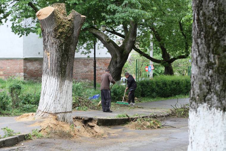 Láncfűrész a Vár sétányon