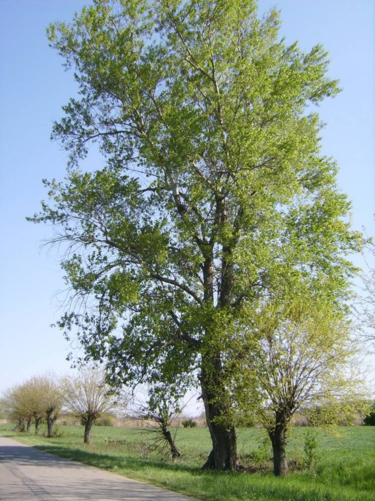 Az eperfákra is lehet majd támogatást kérni