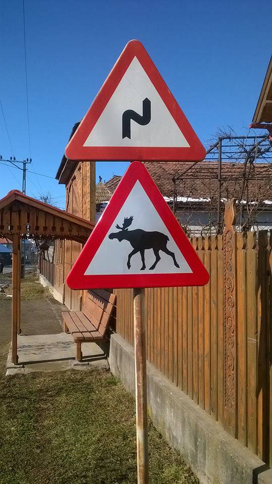 Vigyázat, remetei jávorszarvasok!