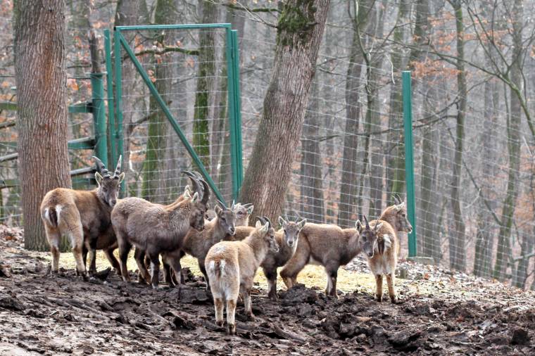 Megdrágulhat belépőjegy a vásárhelyi állatkertbe