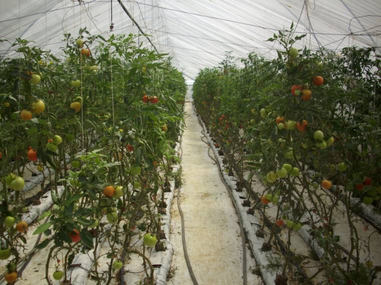 Támogatják az üvegházban vagy fólia alatt zöldséget termesztőket