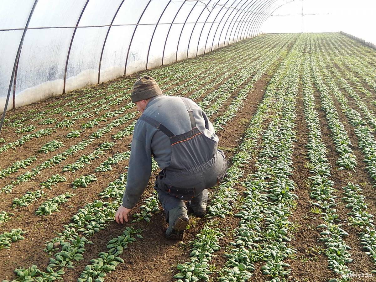 Alternatíva válság idején. A gazdálkodás megélhetési forrást nyújthat a helyieknek &bullet;  Fotó: Gligor Róbert László