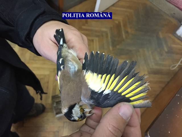 Védett madarakat fogtak be, de jött a rendőrség is