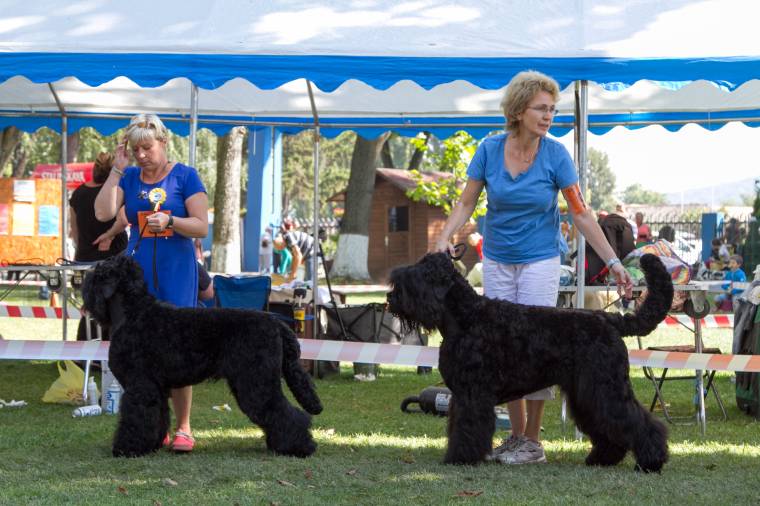 Több mint 200 kutyafajta a vásárhelyi ebkiállításon