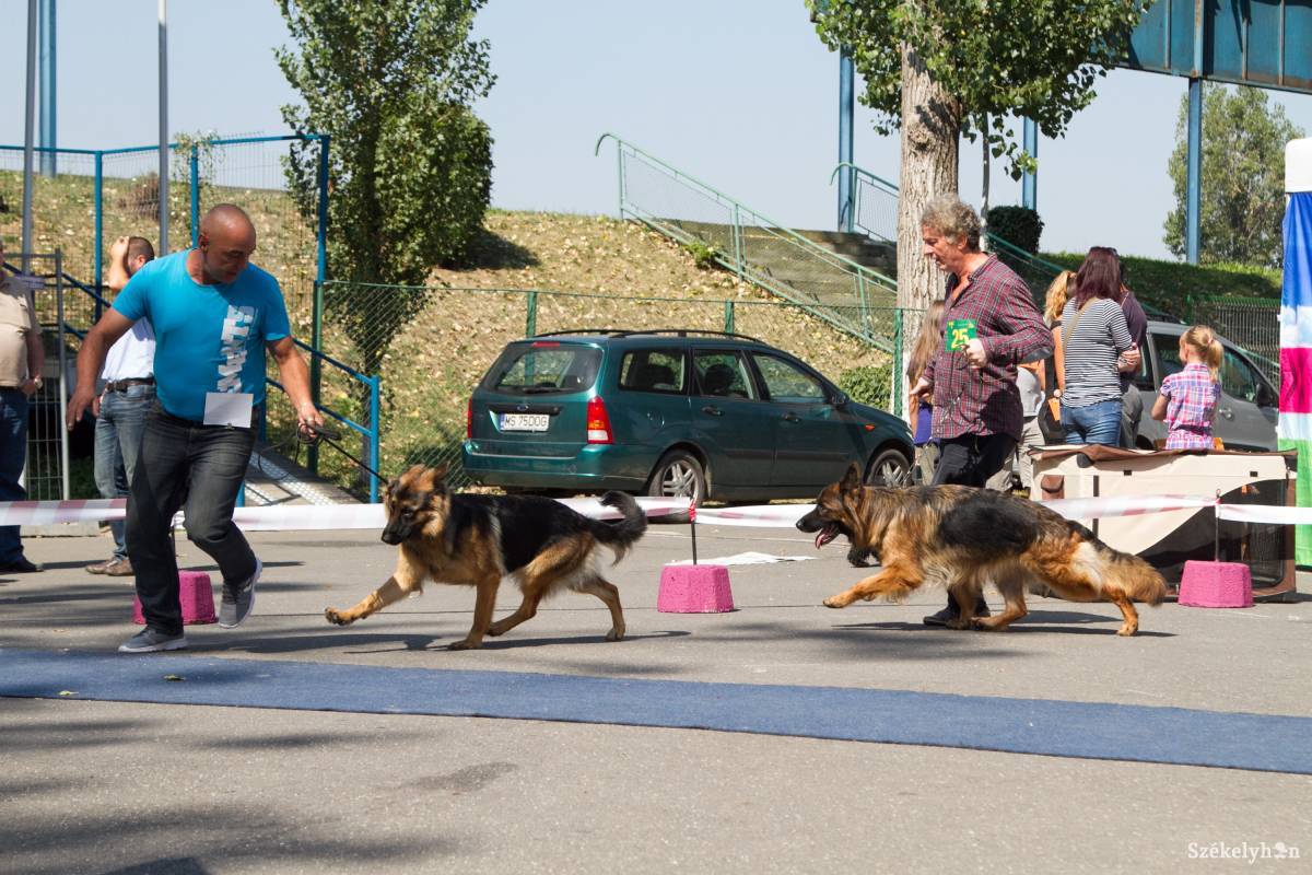 • Fotó: Boda L. Gergely