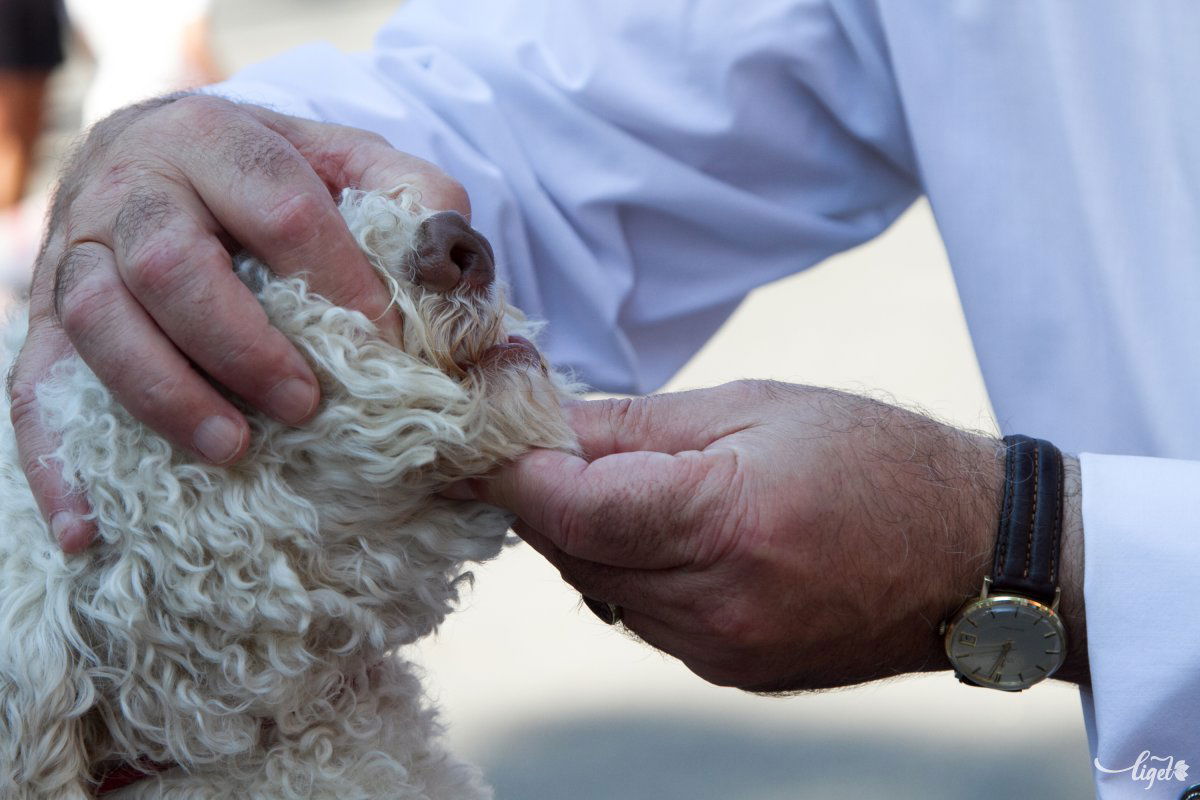 A bélférgek ellen a tablettás kezelés a javallott •  Fotó: Boda L. Gergely