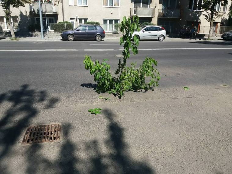 Újabb, faággal jelzett úthiba Marosvásárhelyen