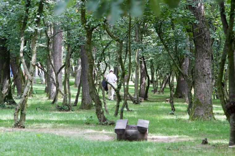 Lódarázsveszély a Somostetőn