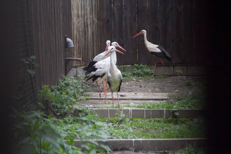 Huszonöt éves a Milvus