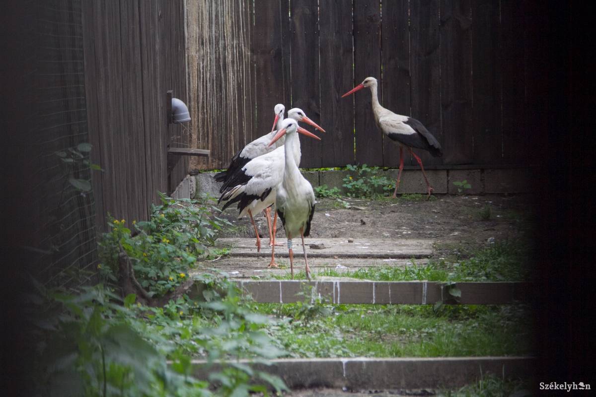 •  Fotó: Boda L. Gergely