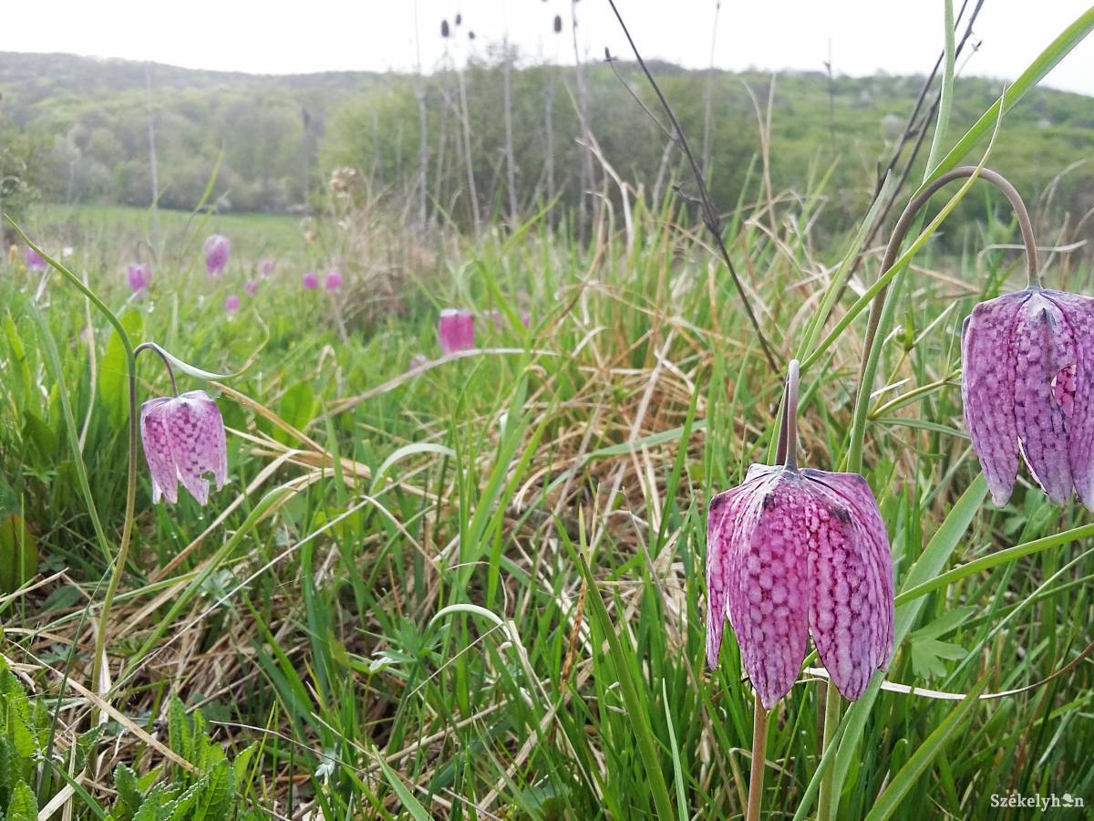 &bullet;  Fotó: Nyulas Piroska