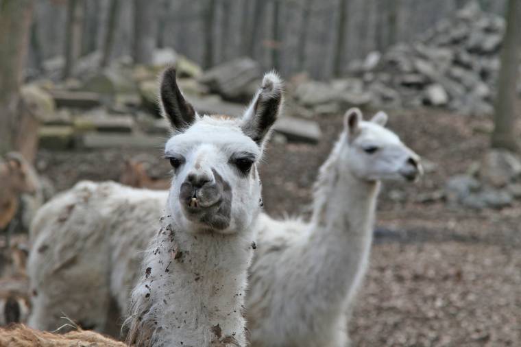 Alapítvánnyá minősítettnék át a marosvásárhelyi állatkertet