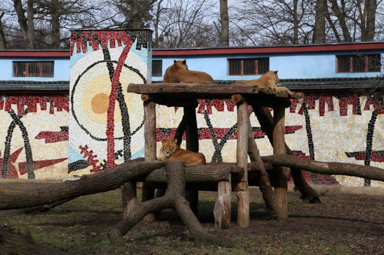 Felkerült az állatkertek világtérképére a marosvásárhelyi intézmény