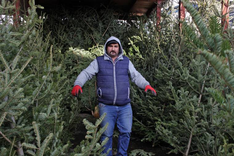 Addig érdemes beszerezni a karácsonyfát, amíg bő a választék