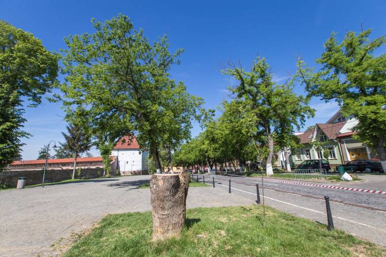 Újabb fákat vágtak ki a Vársétányon – és nem akárhogyan