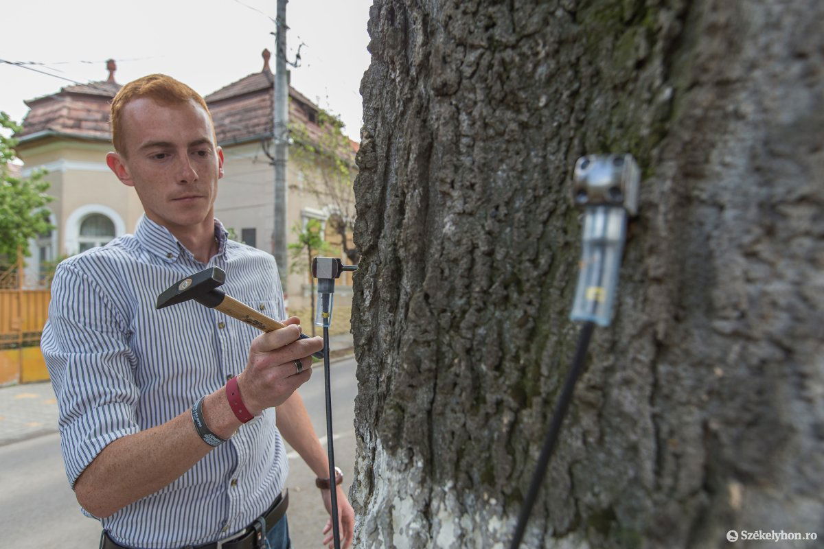 Márton Huba Zoltán egy kalapáccsal hármat koppintott a fára – ezért is nevezik Fakoppnak a módszert •  Fotó: Boda L. Gergely
