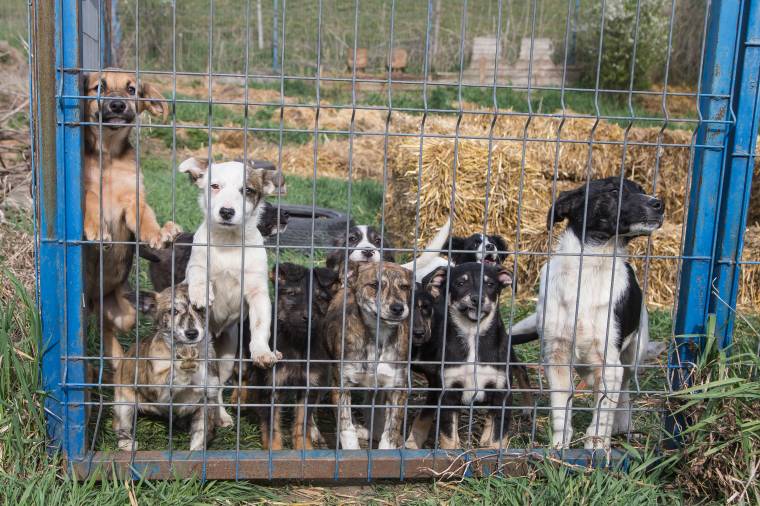 Nyílt nap a marosvásárhelyi állatmenhelyen