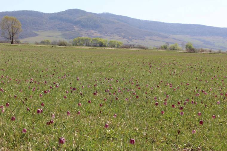 A kockás liliomok között találtunk rá a lengyel gólyagyűrűre