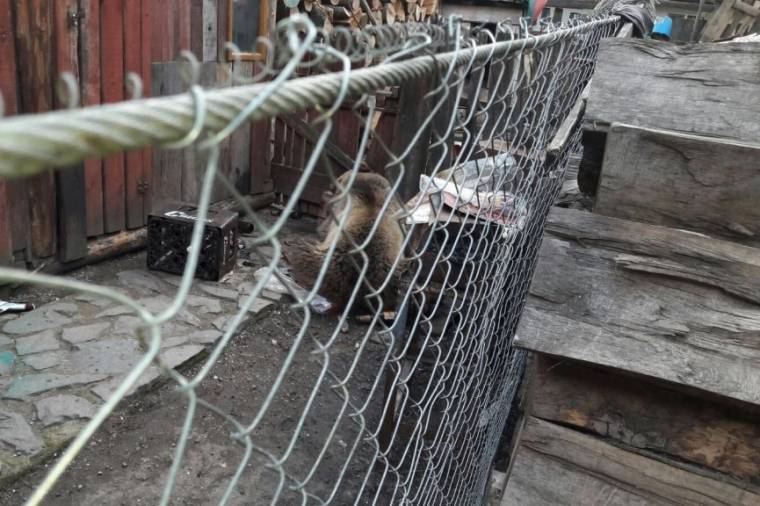 Elkábították, majd szabadon engedték a kislányra támadó medvét