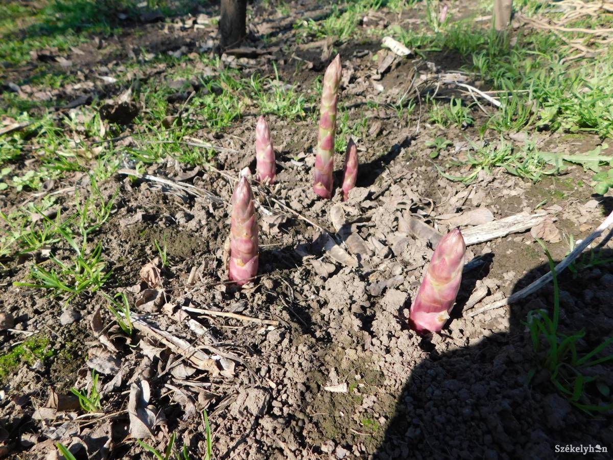 Az elmúlt napokban füstöléssel óvták az elfagyástól a spárgaültetvényeket &bullet;  Fotó: Bakó Zoltán
