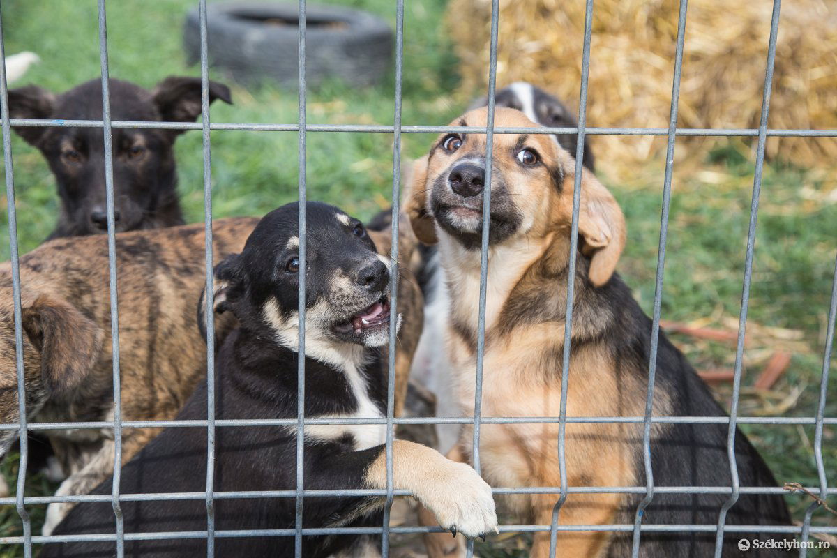 A Virágkertészet melletti kutyamenhelyen jelenleg is több mint  száz eb várja leendő gazdáját •  Fotó: Boda L. Gergely