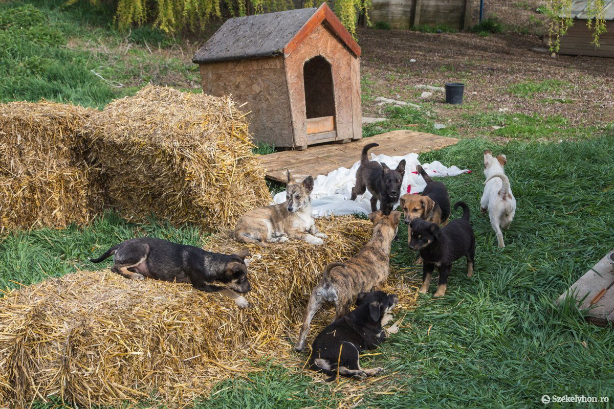 &bullet;  Fotó: Boda L. Gergely