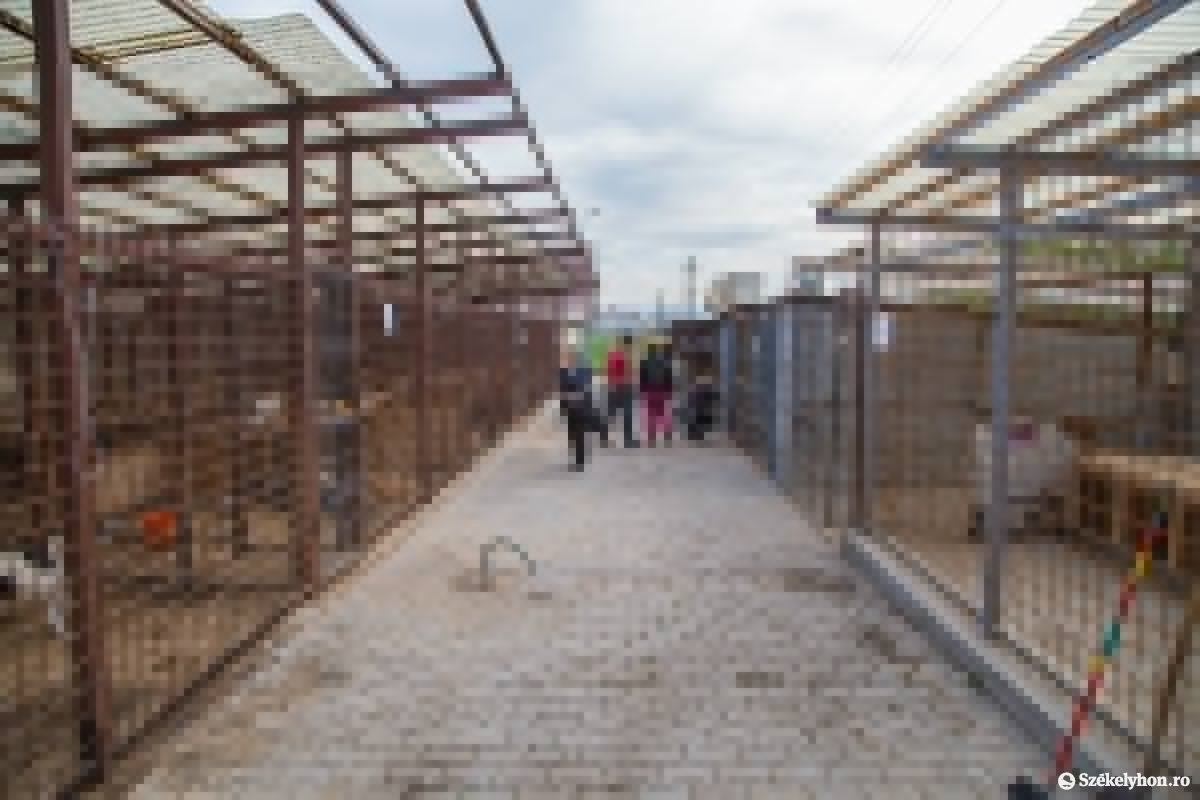 &bullet;  Fotó: Boda L. Gergely