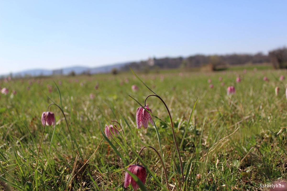 &bullet;  Fotó: Gáspár Botond