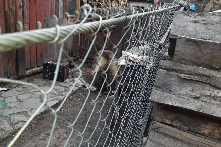 &bullet;  Fotó: Libertatea.ro