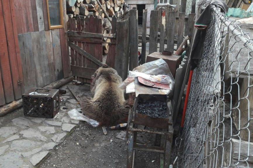 Az elkábított medve &bullet;  Fotó: Libertatea.ro