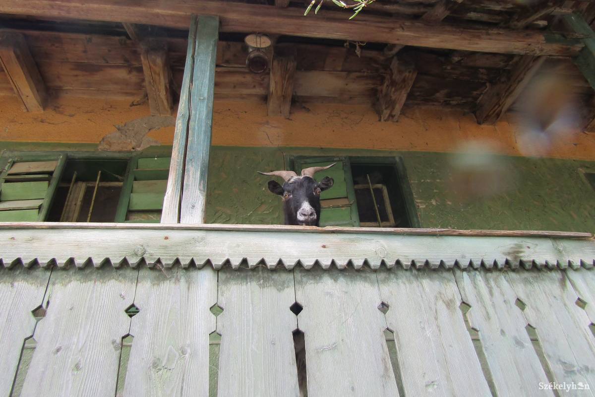 A kecske zavartan bámulja az idegeneket a tornácról &bullet;  Fotó: Bakó Zoltán