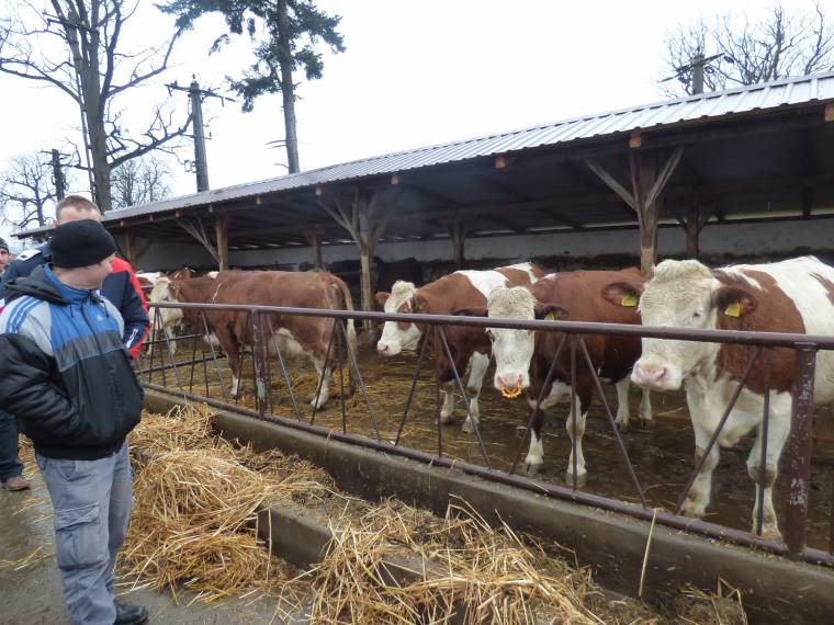 Egyik farmon tejelő, másikon húsállatokat tenyésztenek