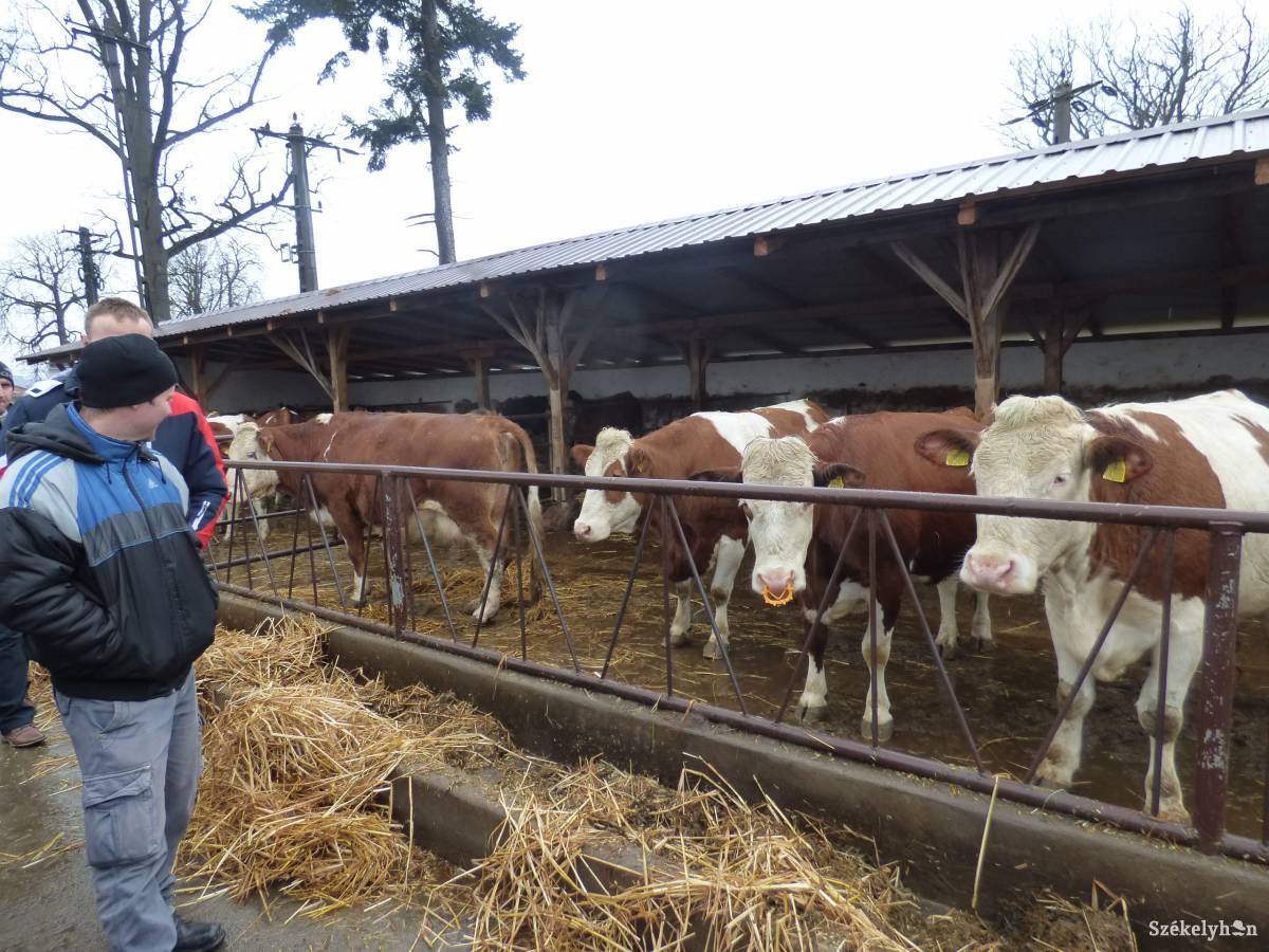 • Fotó: Gligor Róbert László