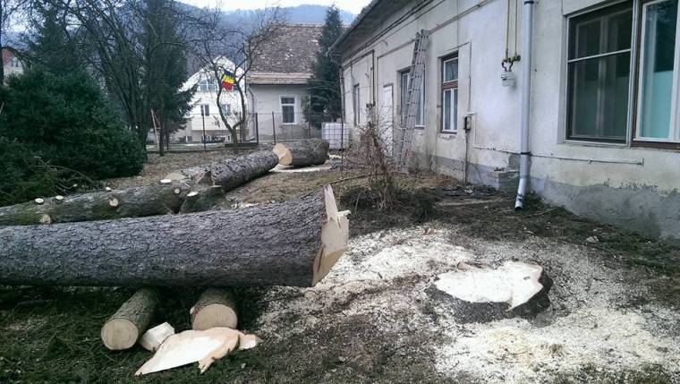 Fakivágás kapcsán ütköznek a vélemények