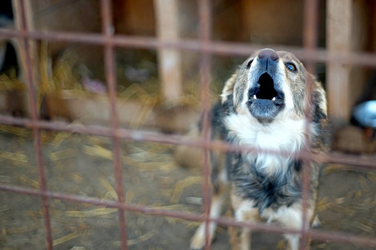 Törvénytelenül működtettek állatmenhelyet, bírságot kaptak