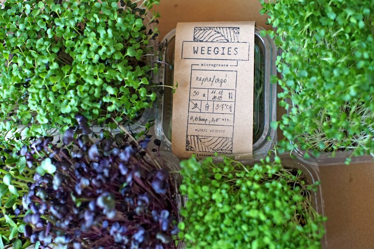 Mikronövények mint a hagyományos zöldségek alternatívái: kolozsvári fiatalok „kicsírázott” vállalkozásukról