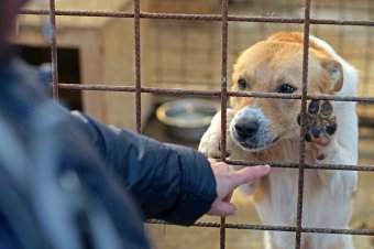 Drasztikus lépésre kényszerülnek: kutyákat kell elaltatniuk